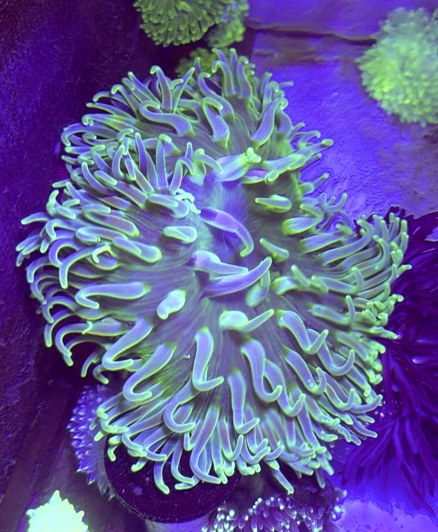 Green Long Tentacle Anemone GLTA100105 WYSIWYG Size XL: 9" to 11"