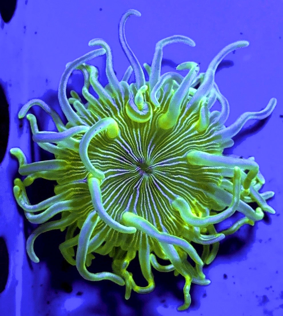 White Peppermint Long Tentacle Anemone Size XL: 10" and Above