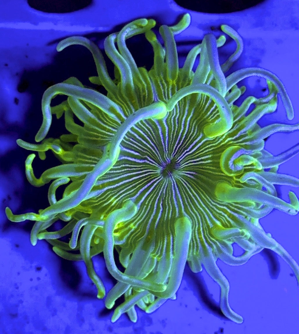 White Peppermint Long Tentacle Anemone Size XL: 10" and Above