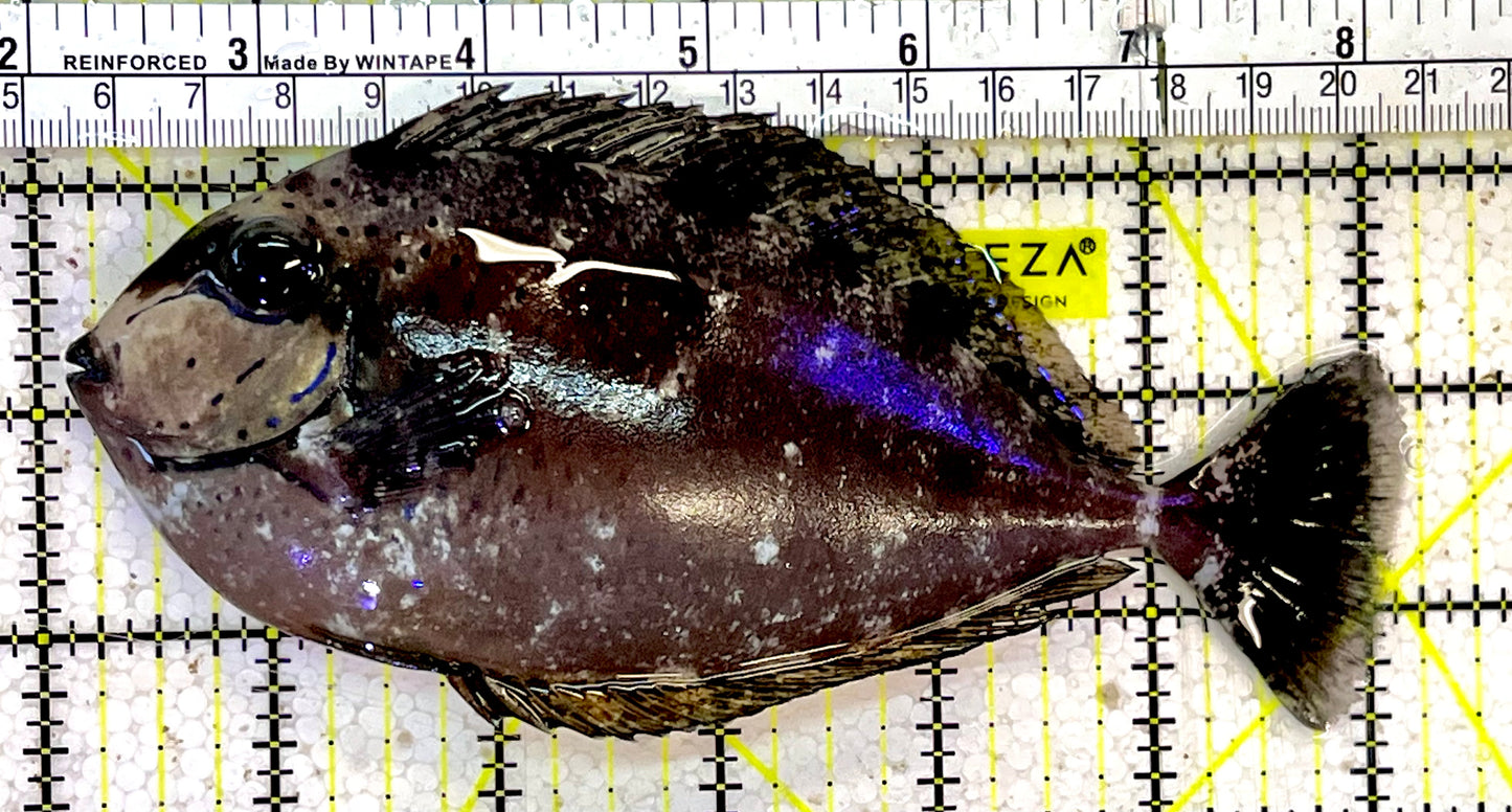 Vlamingi Unicorn Tang VUT051403 WYSIWYG Size: L 6"