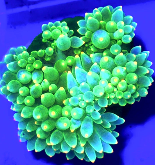 Lantern Bubble Tip Anemone LBTA100101 WYSIWYG Size: M 3" to 4"