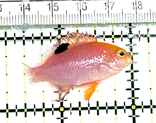Talbot's Damselfish TD072001 WYSIWYG Size: 1.75" approx