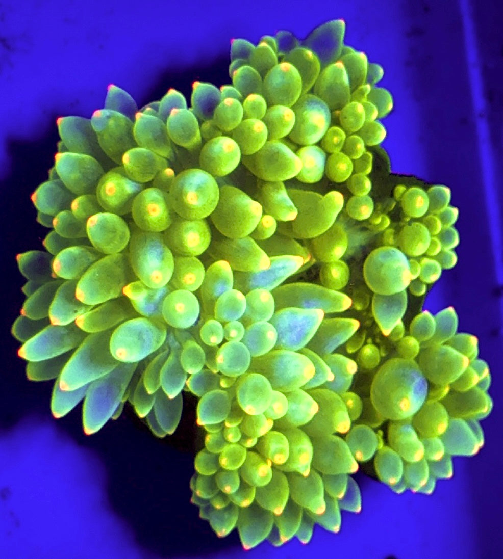 Lantern Bubble Tip Anemone LBTA100101 WYSIWYG Size: M 3" to 4"