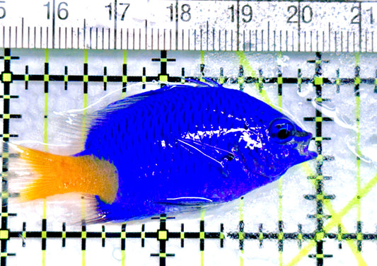 Yellowtail Damselfish YD072001 WYSIWYG Size: 2" approx