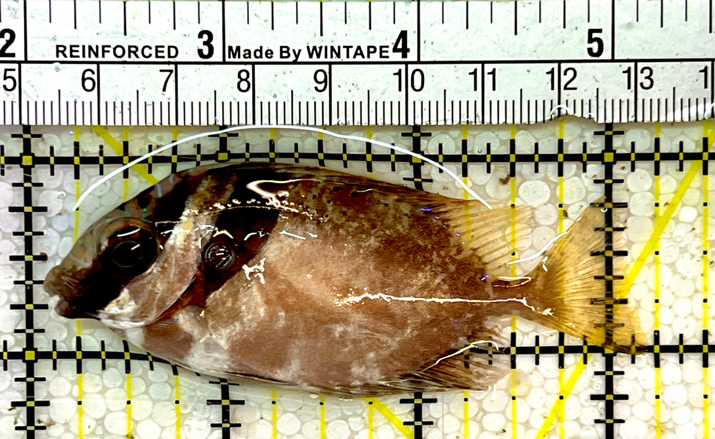 Scribbled Rabbitfish SRF051405 WYSIWYG Size: S 3"