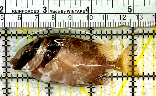 Scribbled Rabbitfish SRF051405 WYSIWYG Size: S 3"