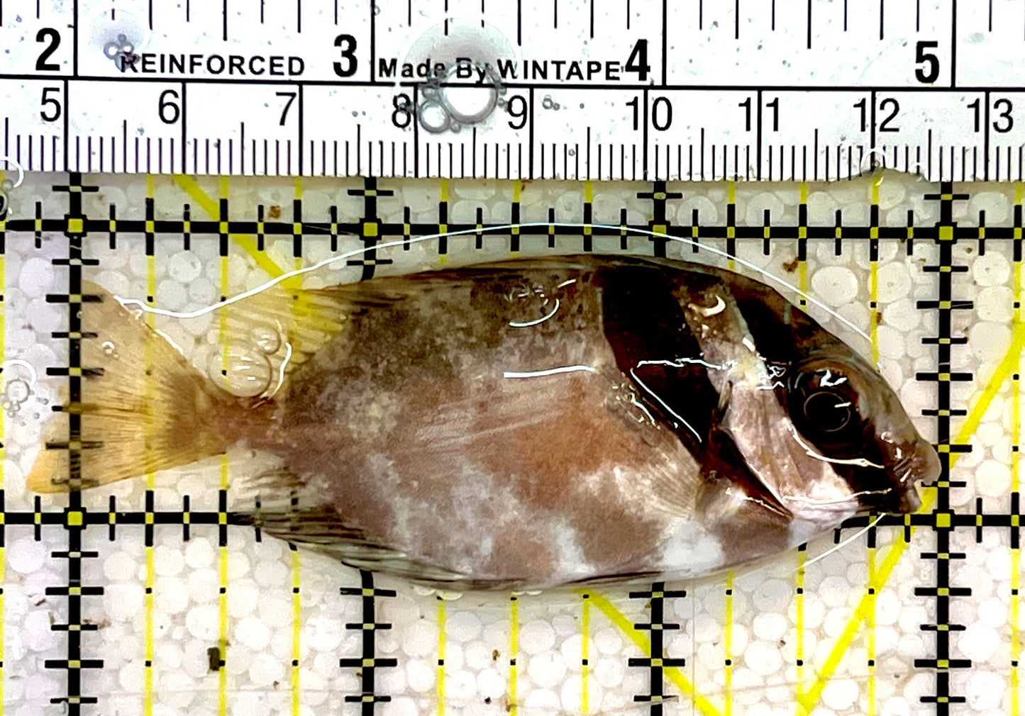 Scribbled Rabbitfish SRF051405 WYSIWYG Size: S 3"