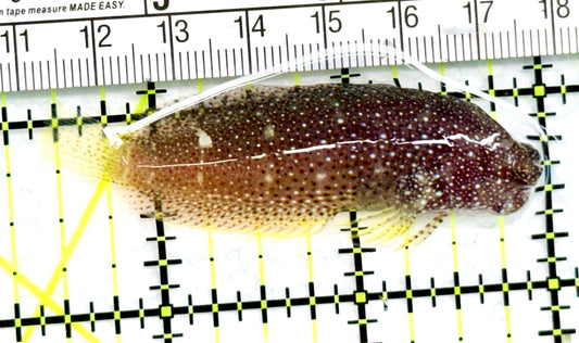 Starry Blenny SB072001 WYSIWYG Size: M 2.5" approx