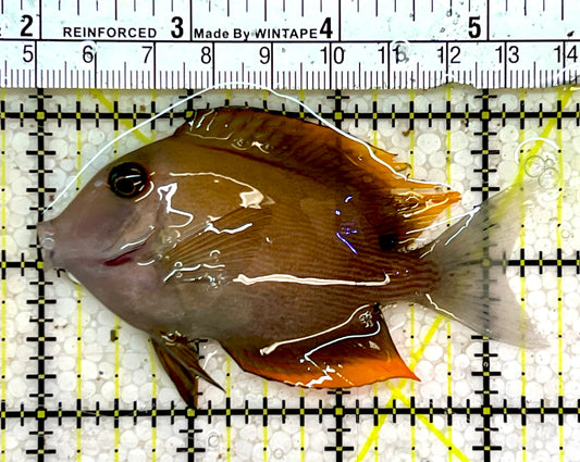 Flame Fin Tomini Tang  FFT051501 WYSIWYG Size: M 3.25”