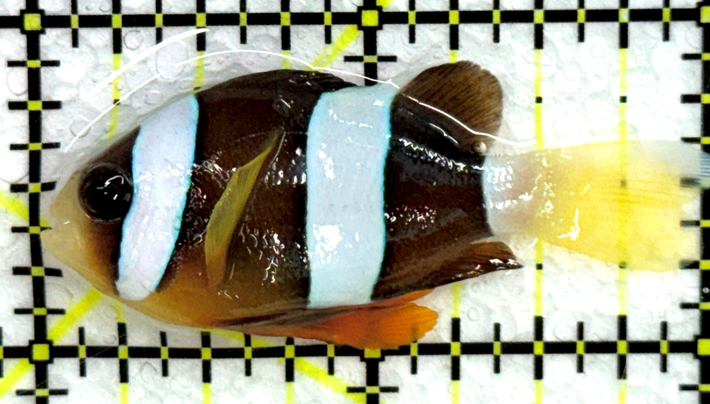 Sebae Clownfish SC072501 WYSIWYG Size: M 2" approx