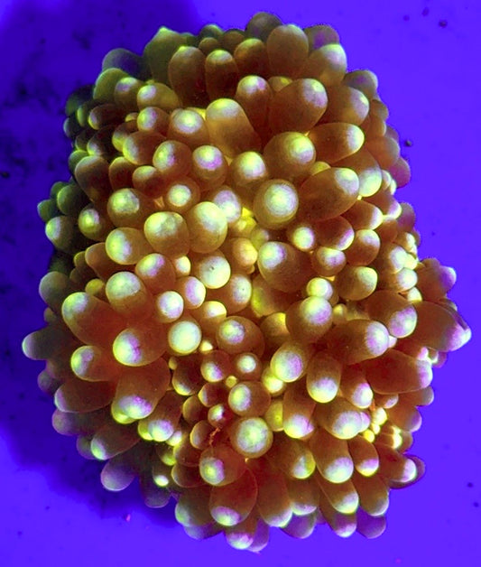 White Bubble Tip Anemone Size: XL 5" to 6"
