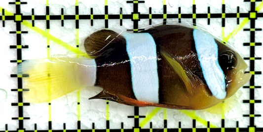 Sebae Clownfish SC072501 WYSIWYG Size: M 2" approx