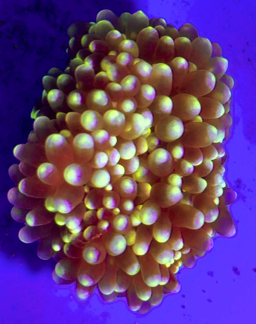 White Bubble Tip Anemone Size: XL 5" to 6"