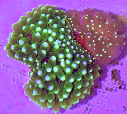 White Bubble Tip Anemone WBTA100102 WYSIWYG Size: L 4" to 5"