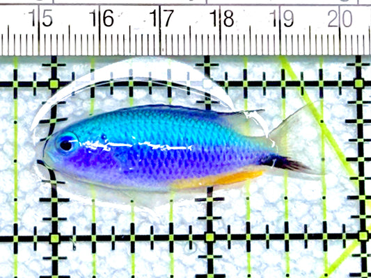 Allen's Damselfish AD072001  WYSIWYG Size: 1.75" approx
