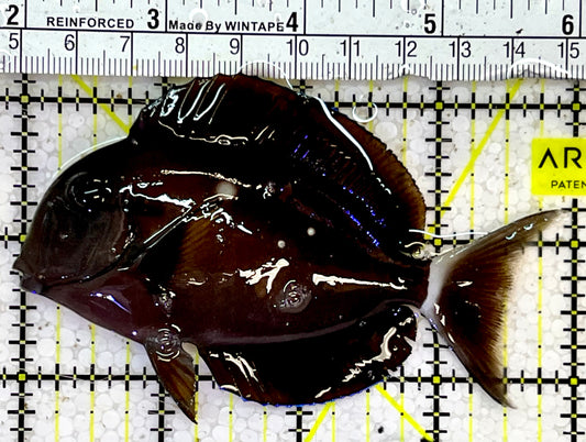 Eye Line Black Shoulder Tang EBS051601 WYSIWYG Size: ML 4"