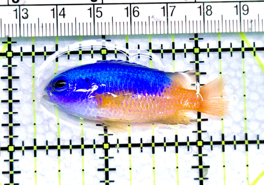 Electric Blue Yellow Belly Damselfish EBYBD072001 WYSIWYG Size:2" approx