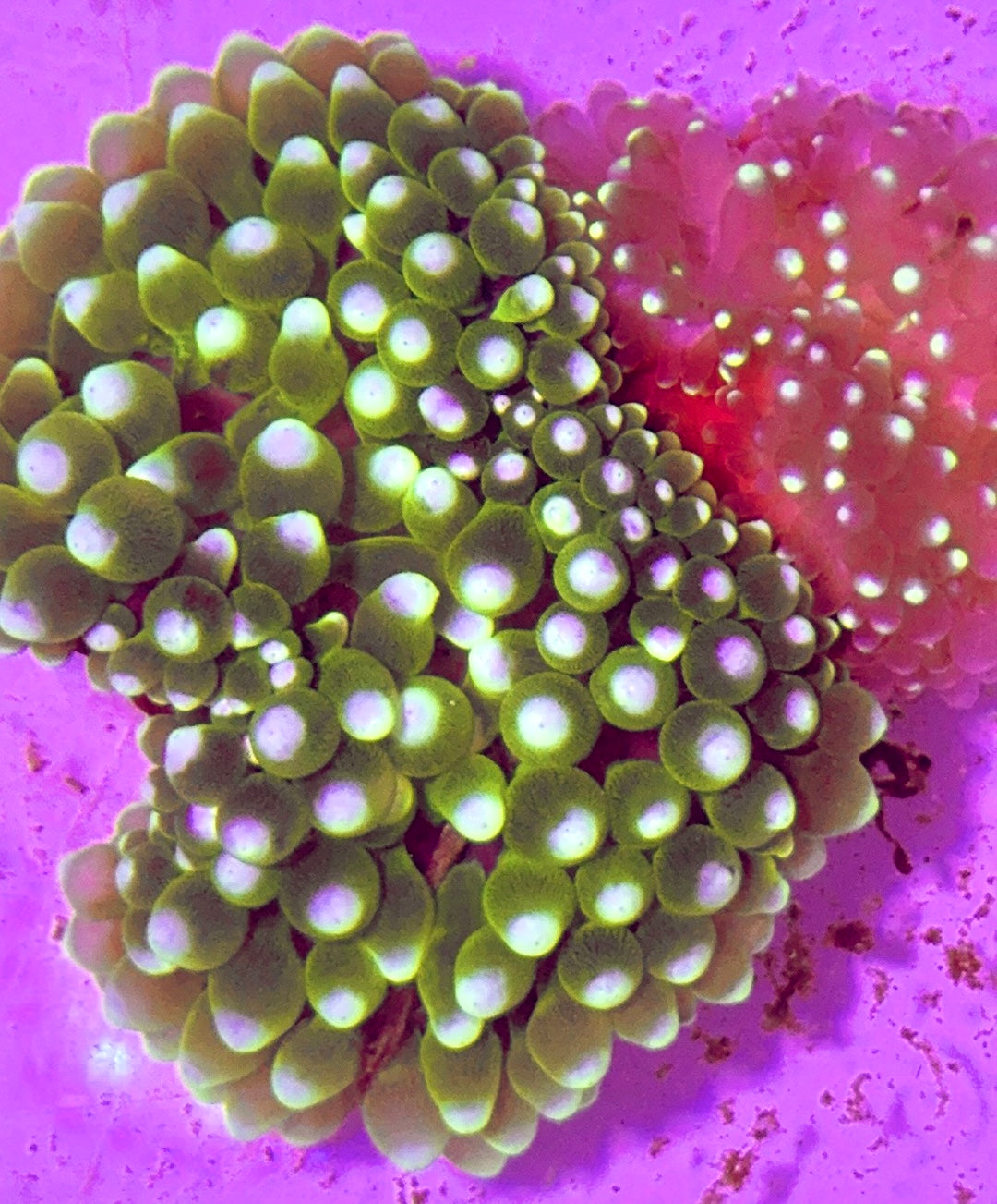 White Bubble Tip Anemone WBTA100102 WYSIWYG Size: L 4" to 5"