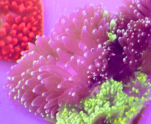 White Bubble Tip Anemone WBTA100103 WYSIWYG Size: XL 5" to 6"