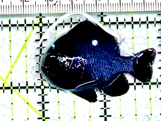 Domino Damselfish DD072001 WYSIWYG Size: L 1.75" approx