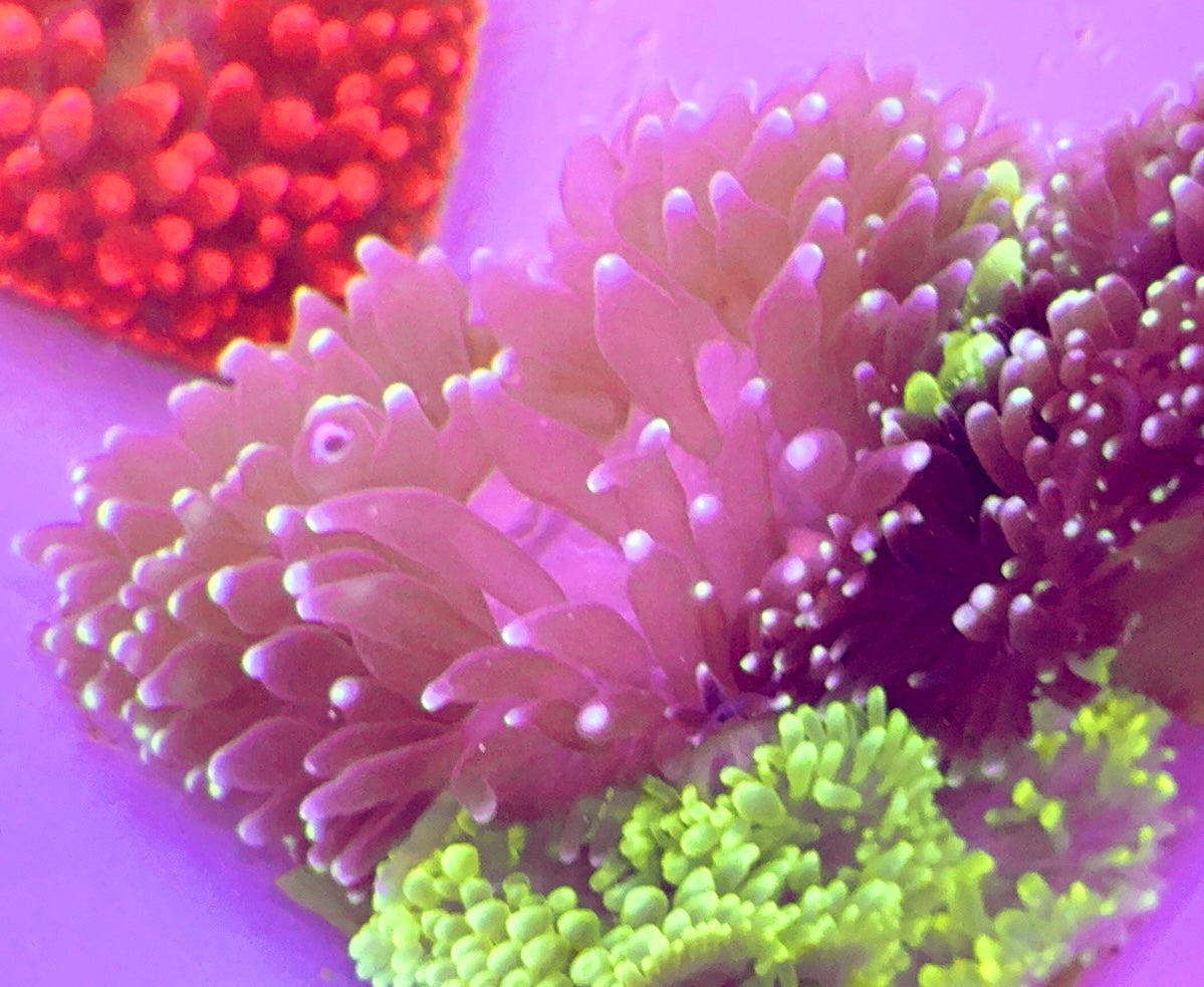 White Bubble Tip Anemone WBTA100103 WYSIWYG Size: XL 5" to 6"