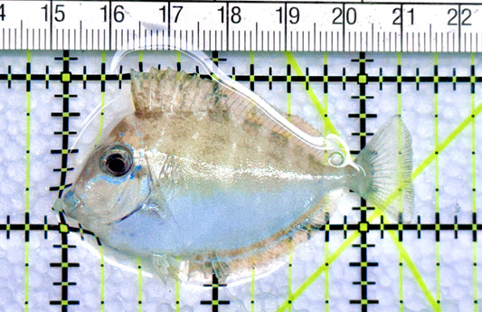 Vlamingi Unicorn Tang VUT072101 WYSIWYG Size: S 2.25" approx - Violet Aquarium 