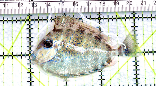 Vlamingi Unicorn Tang VUT072102 WYSIWYG Size: M 3.25" approx - Violet Aquarium 