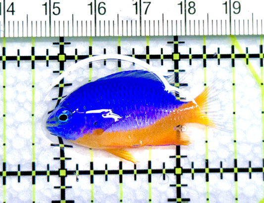 Kupang Azure Damselfish KAD072002 WYSIWYG Size:1.5" approx