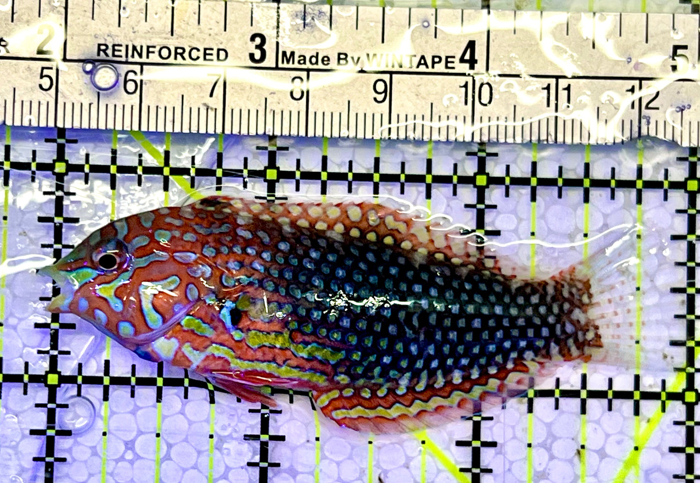 Ornate Leopard Wrasse OLW051502 WYSIWYG Size: L 3"