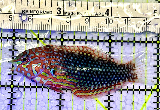 Ornate Leopard Wrasse OLW051502 WYSIWYG Size: L 3"