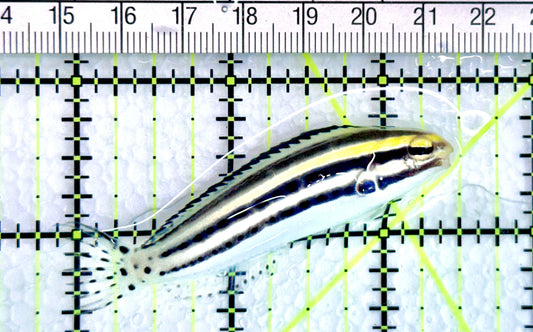 Grammistes Blenny GB072101 WYSIWYG Size: M 2.5" approx - Violet Aquarium 
