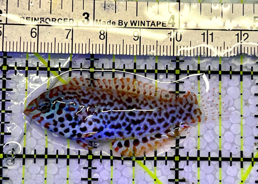 Meleagris Leopard Wrasse MLW051501 WYSIWYG Size: M 2.5"