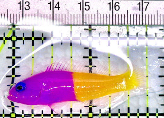 Royal Dottyback RD072001 WYSIWYG Size: S 1.75" approx - Violet Aquarium 