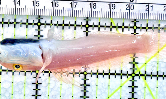 Bella Rose Sand Shifting Goby BRSSG072104 WYSIWYG Size:  L 3.5" approx - Violet Aquarium 