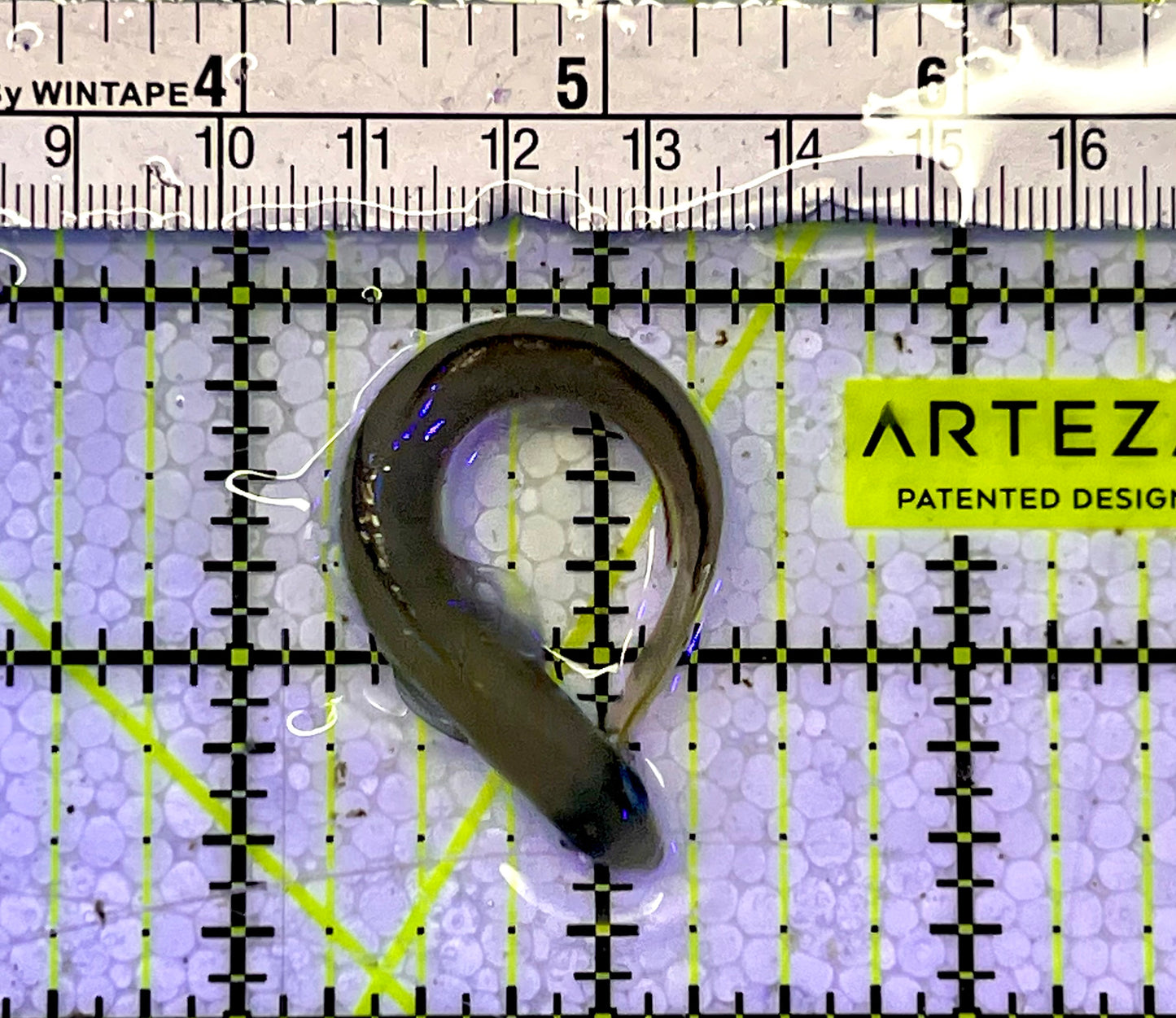 Zebra Barred Dartfish ZBD051501 WYSIWYG Size: 3.25”