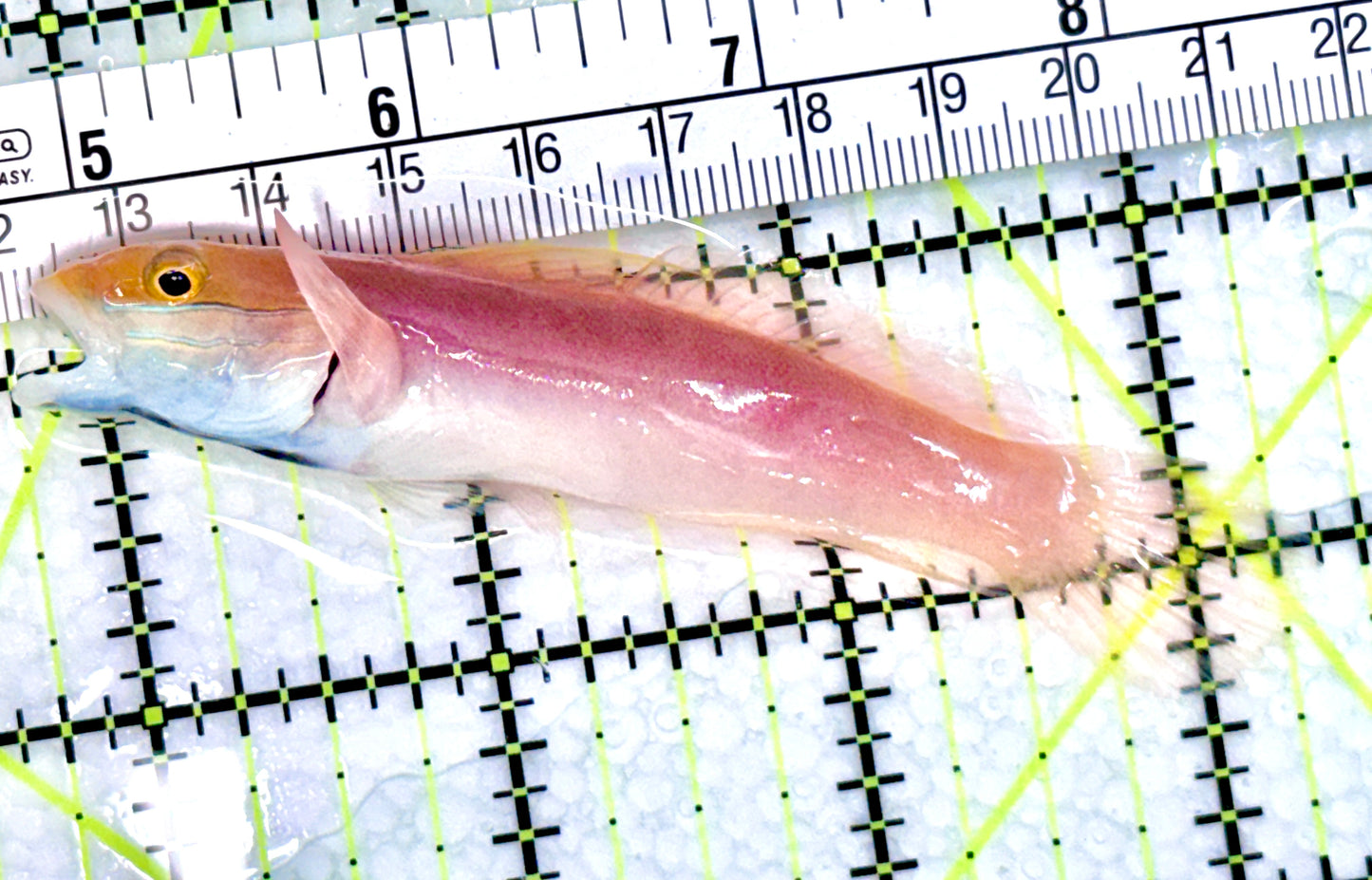 Bella Rose Sand Shifting Goby BRSSG072002 WYSIWYG Size:  L 3.5" approx