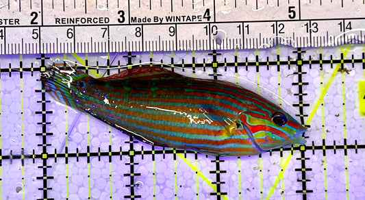 Melanurus Wrasse MW051502 WYSIWYG Size: XL 3”