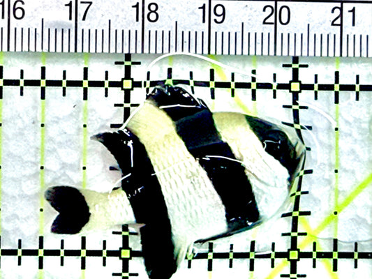 Four Stripe Damselfish FSD072102 WYSIWYG Size: 1.5" approx - Violet Aquarium 