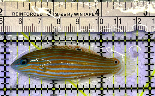 Adorned Wrasse AW051501 WYSIWYG Size: L 2.5"