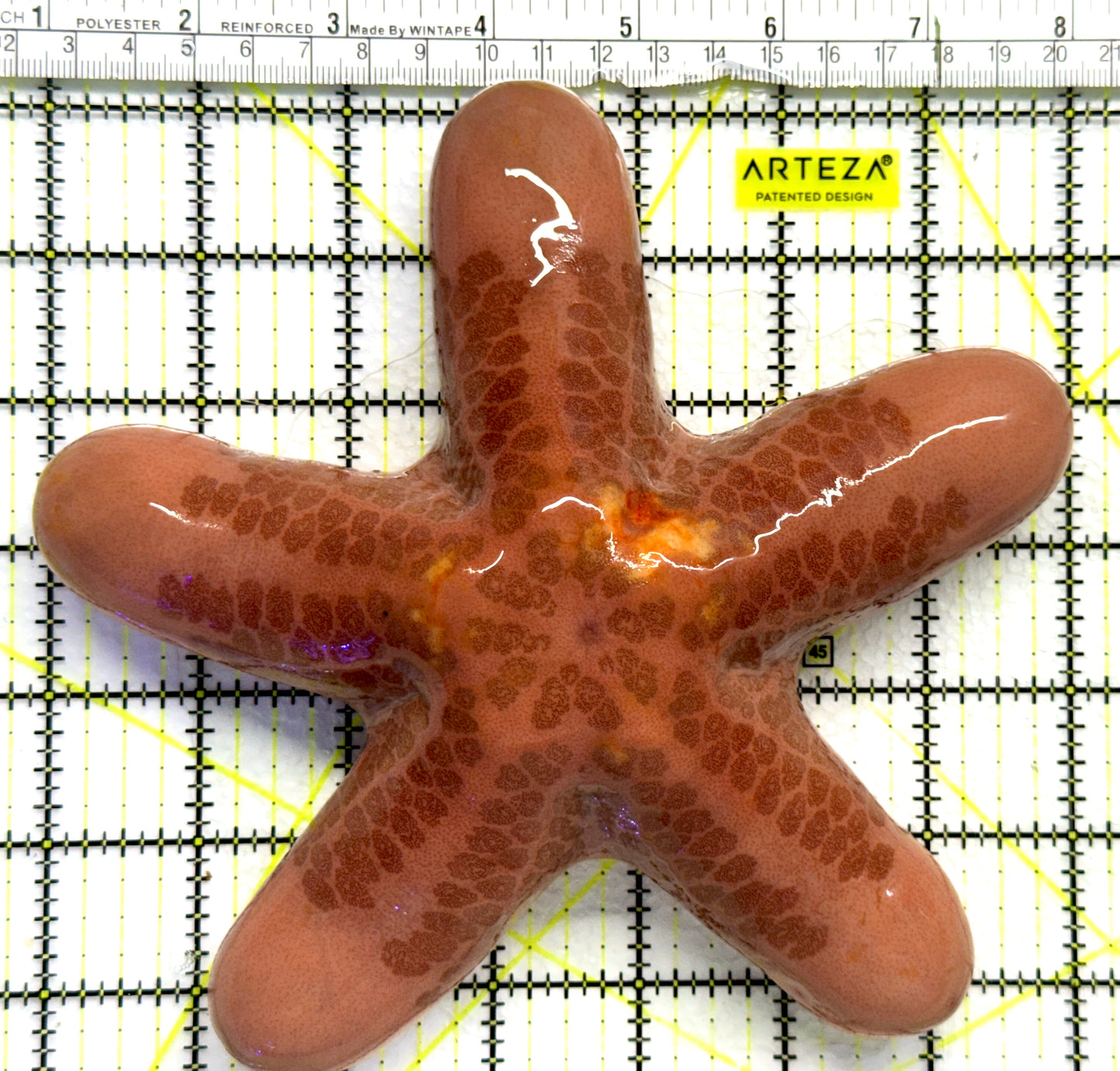 Five Headed Granular Penis Starfish FHGPS080501 WYSIWYG Size: XL 7" approx