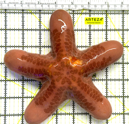 Five Headed Granular Penis Starfish FHGPS080501 WYSIWYG Size: XL 7" approx