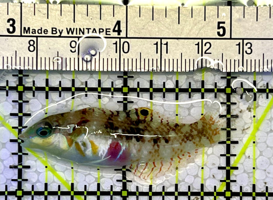Nebulous Picture Wrasse NPW051501 WYSIWYG Size: L 2.25”