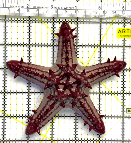 African Red Knob Starfish ARKS080501 WYSIWYG Size: S 5" approx