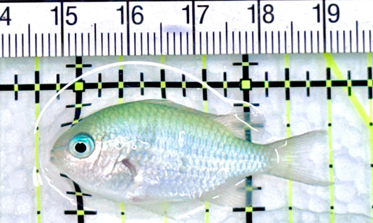 Green Chromis Fish GCF072101 WYSIWYG Size: S 1.5" approx - Violet Aquarium 