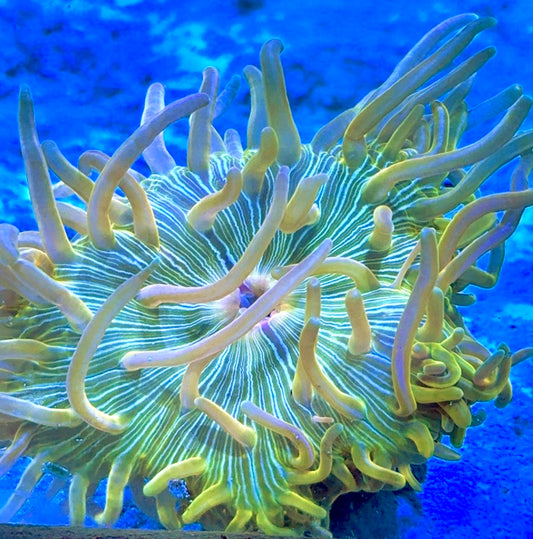 Rare Golden Long Tentacle Anemone RGLTA093001 WYSIWYG Size ML: 5" to 7"