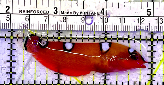 Red Coris Clown Wrasse Juvenile RCW051501 WYSIWYG Size: S 3”