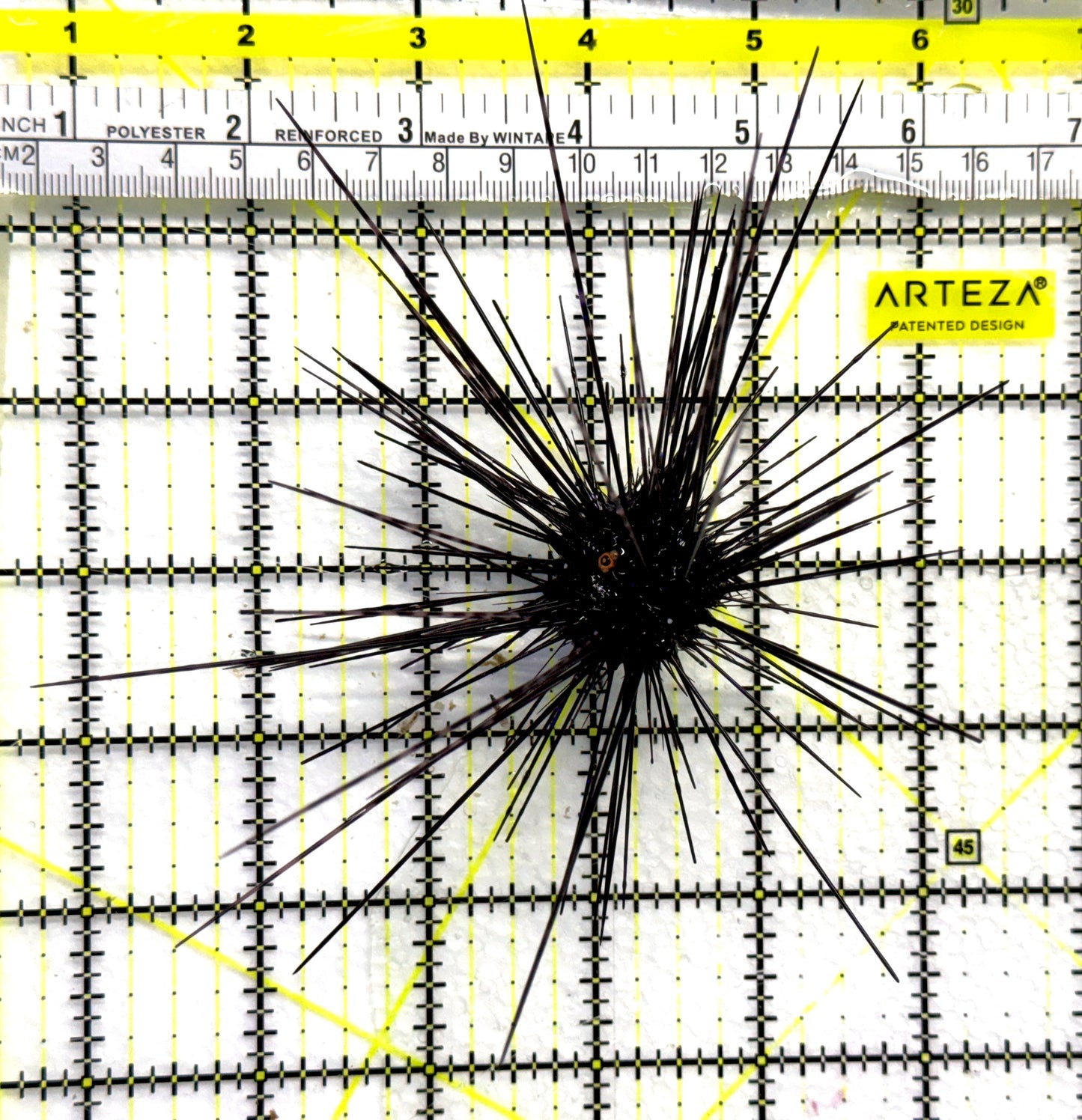 Black Longspine Urchin BLU080501 WYSIWYG Size: XL 5.5" approx