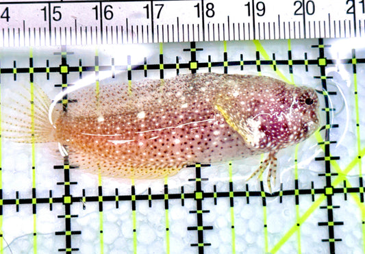 Starry Blenny SB072103 WYSIWYG Size: M 2.5" approx - Violet Aquarium 