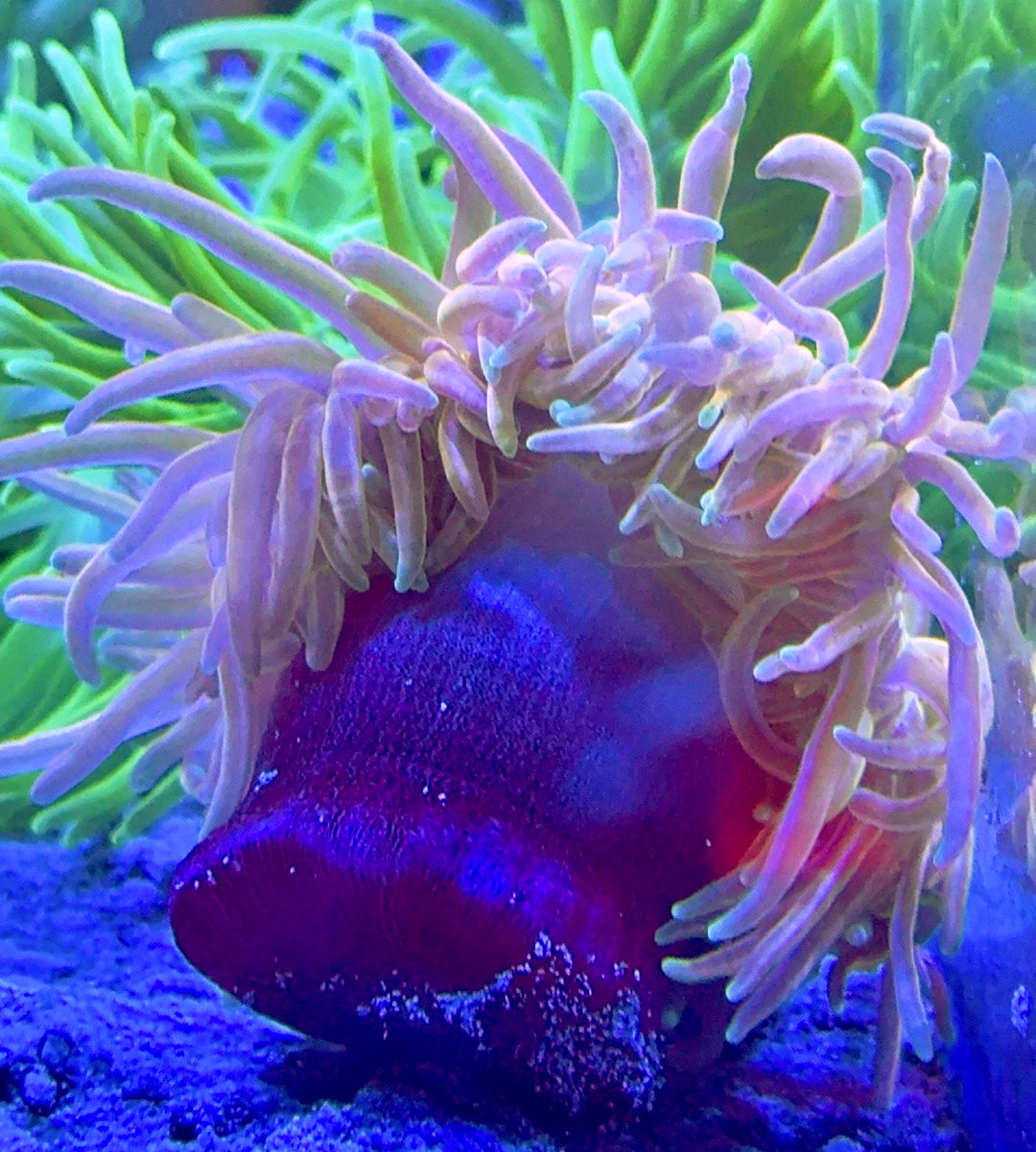 Rare Golden Long Tentacle Anemone RGLTA093001 WYSIWYG Size ML: 5" to 7"