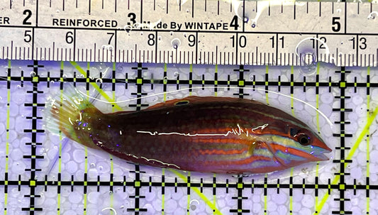 Christmas Wrasse CW051501 WYSIWYG Size: 3"